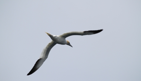 Gannet St Magnus Bay