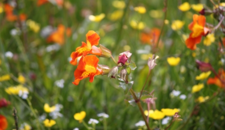 Flowers Muckle Roe