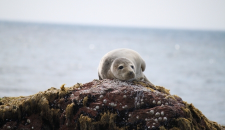 Seal St Magnus Bay